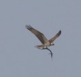 /album/photogallery/osprey-with-catch-jpg/